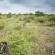 Kambaku Safari Lodge - 218729
