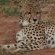 Leopard's Bend Bush Lodge - 218784