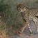 Leopard's Bend Bush Lodge - 218785