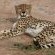 Leopard's Bend Bush Lodge - 218786
