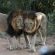 Leopard's Bend Bush Lodge - 218787