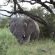Leopard's Bend Bush Lodge - 218789