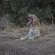 Leopard's Bend Bush Lodge - 218792