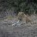 Leopard's Bend Bush Lodge - 218793