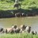 Kruger View Chalets - 219451