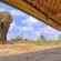 Last Word Madikwe - 219490