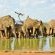 Last Word Madikwe - 219494
