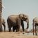 Last Word Madikwe - 219495