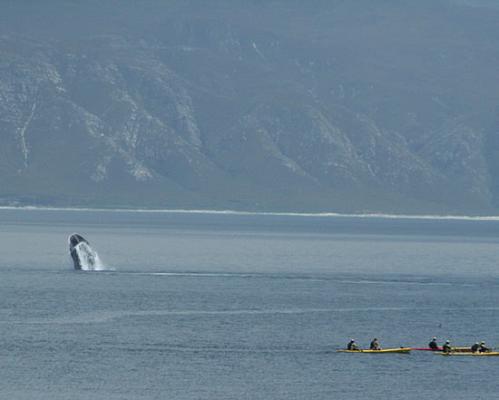 Gansbaai & Surrounds