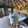 Serolo Safari Camp - 219624