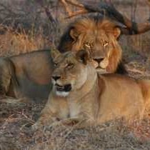 Tshukudu Bush Camp