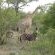 Tshukudu Bush Camp