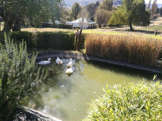 Walkerbouts Inn - Rhodes - 222311