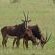 Frans Indongo Lodge - 222402