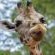 Ubizane Zululand Safari Lodge - 222441