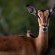 Ubizane Zululand Safari Lodge - 222442