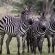 Ubizane Zululand Safari Lodge - 222444