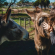 Dolittle Cottages - 222614