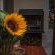Dolittle Cottages - 222618