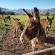 Duikersdrift Winelands Country Escape - 222726