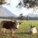Duikersdrift Winelands Country Escape - 222737