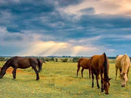 Thaba Manzi Ranch - 222877