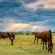 Thaba Manzi Ranch - 222877