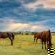 Thaba Manzi Ranch - 222877