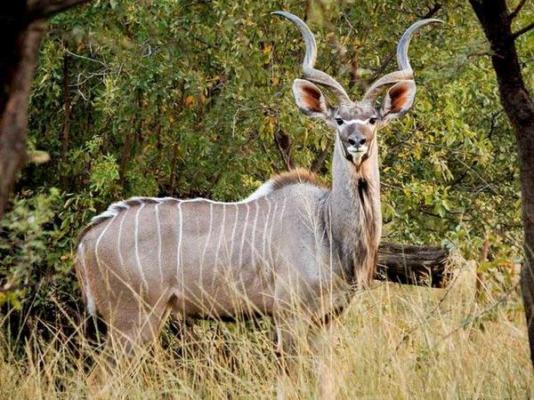 Thaba Manzi Ranch - 222878