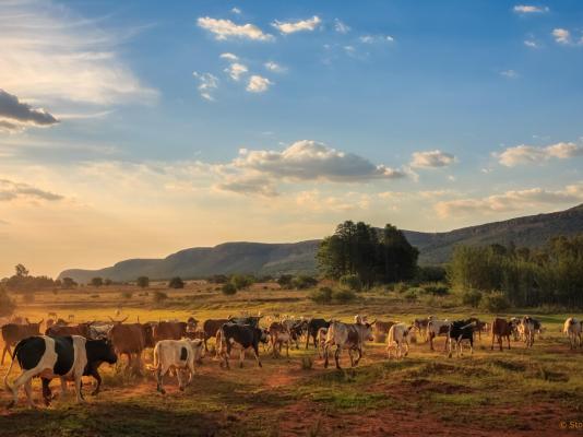 Thaba Manzi Ranch - 222880