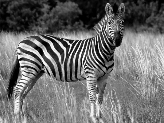 Thaba Manzi Ranch - 222881