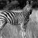 Thaba Manzi Ranch - 222881