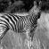 Thaba Manzi Ranch - 222881