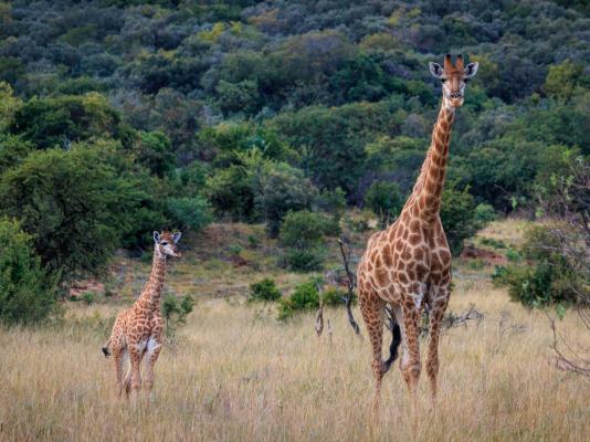 Thaba Manzi Ranch - 222887