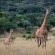 Thaba Manzi Ranch - 222887