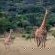 Thaba Manzi Ranch - 222887
