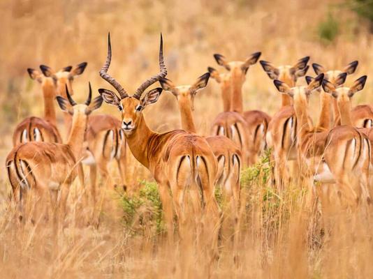 Thaba Manzi Ranch - 222889