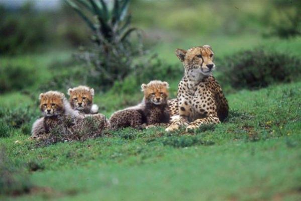 HillsNek Safaris