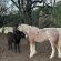 Rusplaas Guest Farm - 224216