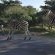 Royale Marlothi Safari Lodge - 224848