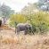 Royale Marlothi Safari Lodge - 224854