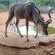 Gamagara Africa Private Nature Reserve - 225032