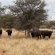 Gamagara Africa Private Nature Reserve - 225033