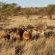 Gamagara Africa Private Nature Reserve - 225035
