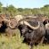 Gamagara Africa Private Nature Reserve - 225404
