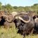 Gamagara Africa Private Nature Reserve - 225404