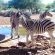 Gamagara Africa Private Nature Reserve - 225423