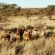 Gamagara Africa Private Nature Reserve - 225428