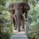 Jaci's Safari and Tree Lodges - 228094