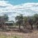 Jaci's Safari and Tree Lodges - 228102